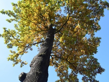 Wyniki XXXI Jesiennego Festiwalu Biegowego - zdjęcie 501