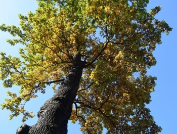 Wyniki XXXI Jesiennego Festiwalu Biegowego - zdjęcie 502