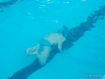 Podsumowanie kolejnego roku działalności Szkółki Pływackiej MOSiR-u w Żywcu - zdjęcie16