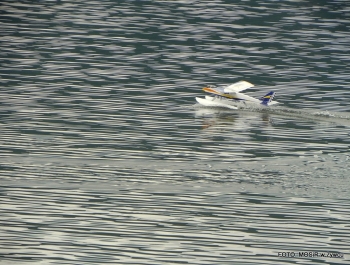 PUCHAR CENTRALNEJ EUROPY MODELI WODNOSAMOLOTÓW - zdjęcie118