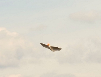 PUCHAR CENTRALNEJ EUROPY MODELI WODNOSAMOLOTÓW - zdjęcie87