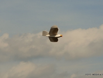 PUCHAR CENTRALNEJ EUROPY MODELI WODNOSAMOLOTÓW - zdjęcie86