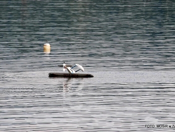 PUCHAR CENTRALNEJ EUROPY MODELI WODNOSAMOLOTÓW - zdjęcie36
