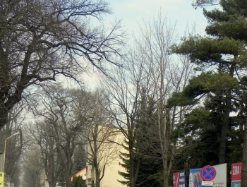 XVI PÓŁMARATON - PÓŁOFICJALNIE. FOTOGALERIA ŻYWIEC 29.III.2015 - zdjęcie87