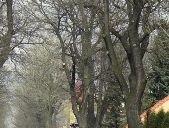 XVI PÓŁMARATON - PÓŁOFICJALNIE. FOTOGALERIA ŻYWIEC 29.III.2015 - zdjęcie83