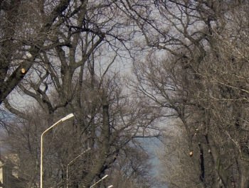 XVI PÓŁMARATON - PÓŁOFICJALNIE. FOTOGALERIA ŻYWIEC 29.III.2015 - zdjęcie51