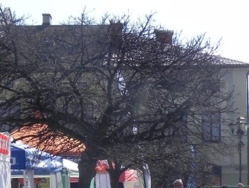 XVI PÓŁMARATON - PÓŁOFICJALNIE. FOTOGALERIA ŻYWIEC 29.III.2015 - zdjęcie34