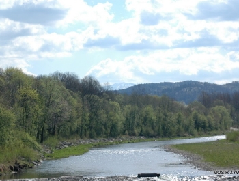 WYNIKI - XXV WIOSENNY FESTIWAL BIEGOWY - zdjęcie50