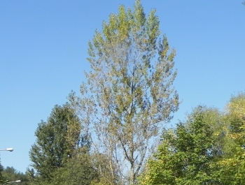 XXV JESIENNY FESTIWAL BIEGOWY - WYNIKI I FOTOREPORTAŻ - zdjęcie33