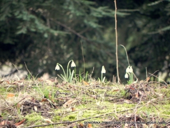SENIOR/KA ŻYWIEC 2016 MA SIĘ DOSKONALE! - zdjęcie4