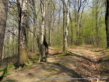 ZWIEDZAJ ŻYWIEC! rezerwat przyrody Grapa - zdjęcie19