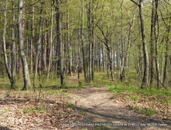 ZWIEDZAJ ŻYWIEC! rezerwat przyrody Grapa - zdjęcie18