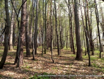 ZWIEDZAJ ŻYWIEC! rezerwat przyrody Grapa - zdjęcie16