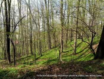 ZWIEDZAJ ŻYWIEC! rezerwat przyrody Grapa - zdjęcie15