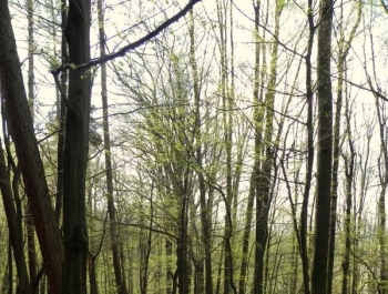 ZWIEDZAJ ŻYWIEC! rezerwat przyrody Grapa - zdjęcie14