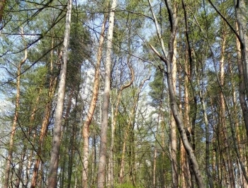 ZWIEDZAJ ŻYWIEC! rezerwat przyrody Grapa - zdjęcie13