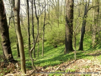 ZWIEDZAJ ŻYWIEC! rezerwat przyrody Grapa - zdjęcie10