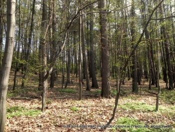 ZWIEDZAJ ŻYWIEC! rezerwat przyrody Grapa - zdjęcie9