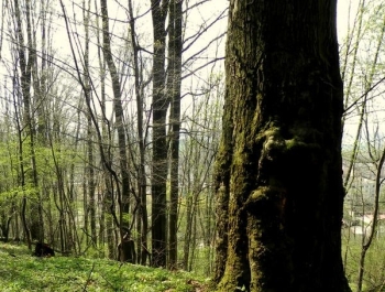 ZWIEDZAJ ŻYWIEC! rezerwat przyrody Grapa - zdjęcie8