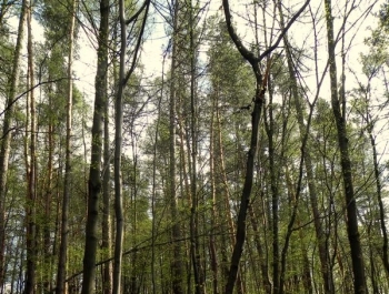 ZWIEDZAJ ŻYWIEC! rezerwat przyrody Grapa - zdjęcie7