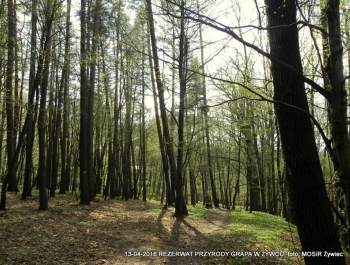 ZWIEDZAJ ŻYWIEC! rezerwat przyrody Grapa - zdjęcie6