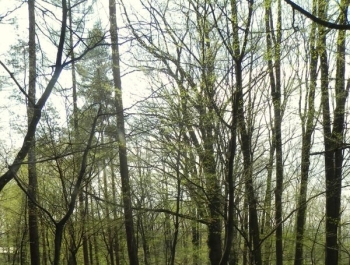 ZWIEDZAJ ŻYWIEC! rezerwat przyrody Grapa - zdjęcie5