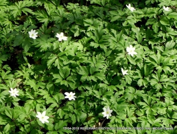 ZWIEDZAJ ŻYWIEC! rezerwat przyrody Grapa - zdjęcie3