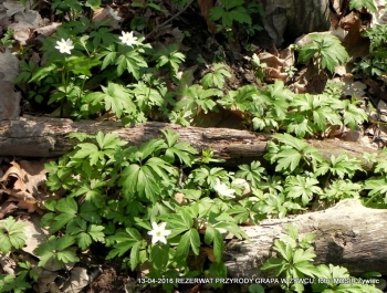 ZWIEDZAJ ŻYWIEC! rezerwat przyrody Grapa - zdjęcie2