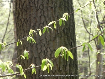 ZWIEDZAJ ŻYWIEC! rezerwat przyrody Grapa - zdjęcie1