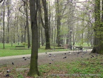 CO WIEMY O SENIOR(k)ACH W ŻYWCU? - zdjęcie12