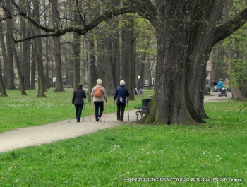 CO WIEMY O SENIOR(k)ACH W ŻYWCU? - zdjęcie3