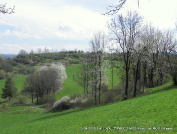 ZWIEDZAJ ŻYWIEC! spacer na Grojec - zdjęcie1