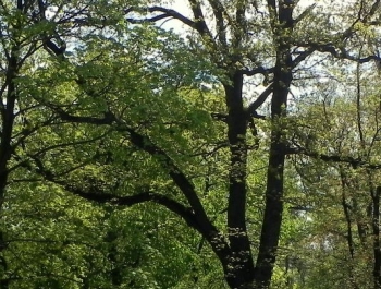 GIMNASTYKA W PARKU - 1 ZAJĘCIA ZA NAMI! - zdjęcie9