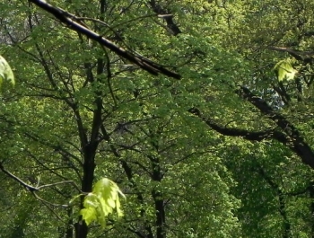 GIMNASTYKA W PARKU - 1 ZAJĘCIA ZA NAMI! - zdjęcie5