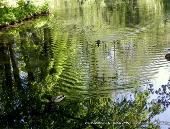 PARK ZAPRASZA. A MY MASZERUJEMY - zdjęcie3