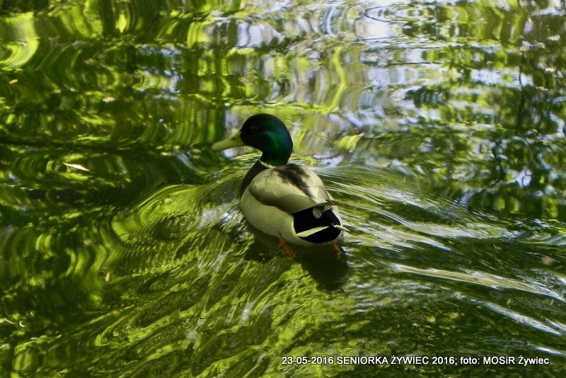 PARK ZAPRASZA. A MY MASZERUJEMY
