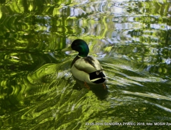 PARK ZAPRASZA. A MY MASZERUJEMY - zdjęcie1