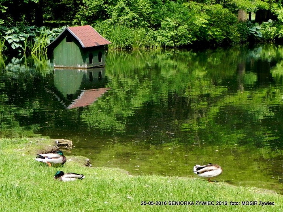 SENIORKA W ŻYWCU TO RUCH I KONDYCJA. PO PROSTU