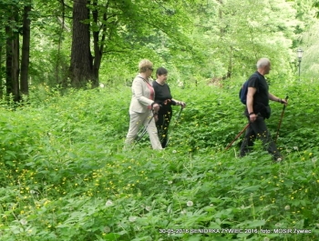 NORDIC WALKING W PARKU. JEST SUPER! - zdjęcie8
