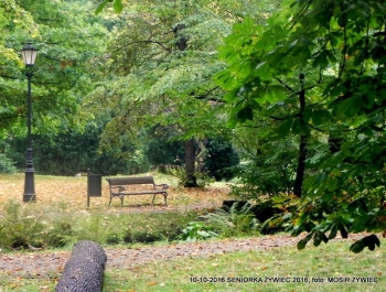 Nordic walking - najlepszy jesienią! - zdjęcie11