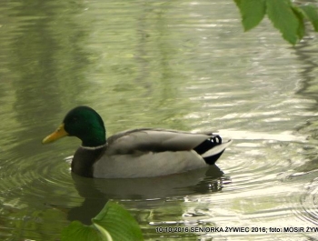Nordic walking - najlepszy jesienią! - zdjęcie8