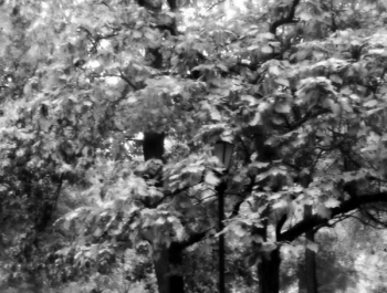 REKREACYJNIE - PARK ŻYWIECKI - zdjęcie4