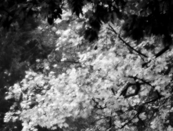 REKREACYJNIE - PARK ŻYWIECKI - zdjęcie1